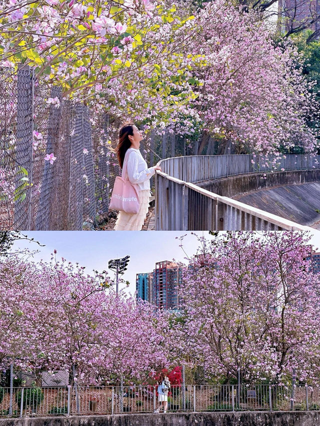 🌸香港春日限定 | 港版河津櫻驚豔綻放🌸