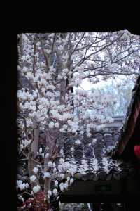成都地鐵直達的小眾古寺，玉蘭花已經開爆了