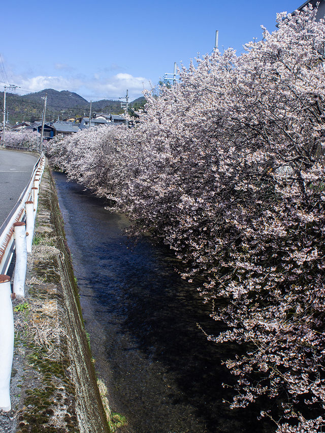 Discover 13 Stunning Cherry Blossom Spots in Kyoto for 2025