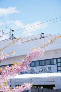 Discover the Cherry Blossom Sea in Kyoto with Direct Metro Access!