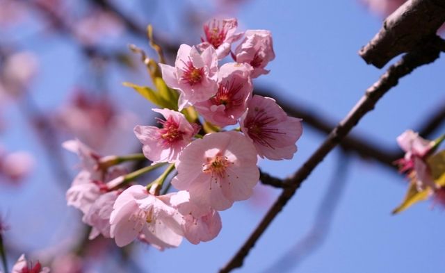 黿頭渚賞花記 黿頭渚賞花記
