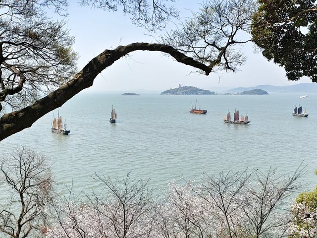 黿頭渚賞櫻省力省時攻略