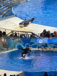 首次遊玩必讀！上海海昌海洋公園10大「避坑」指南 
