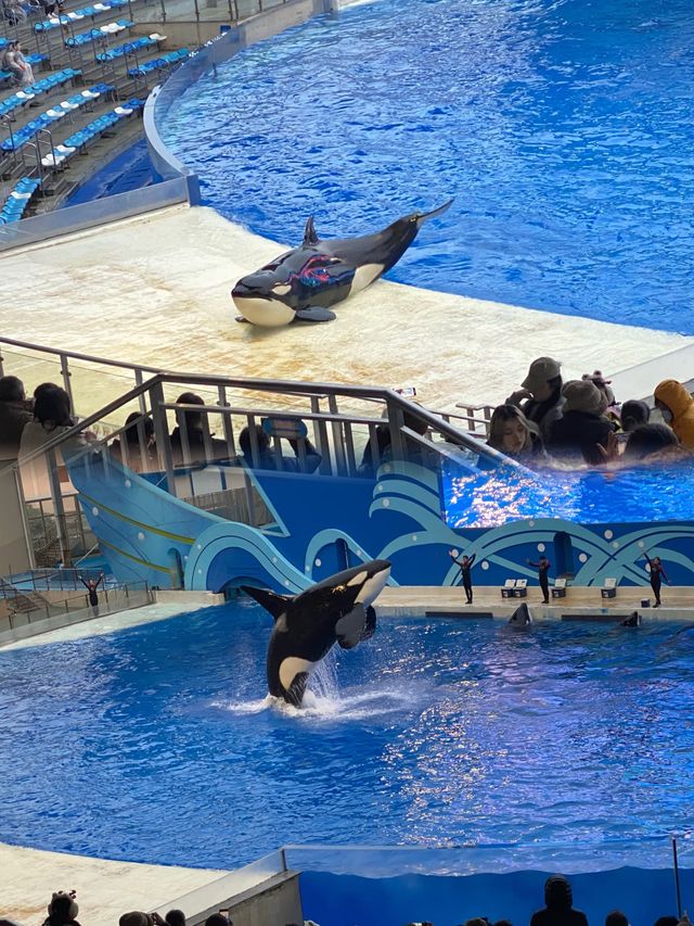 首次遊玩必讀！上海海昌海洋公園10大「避坑」指南 