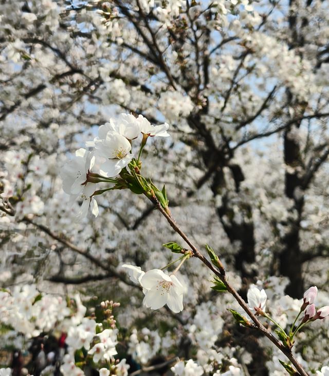 春風裡的櫻花味