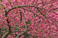 煙台龍口3-5月賞花攻略
