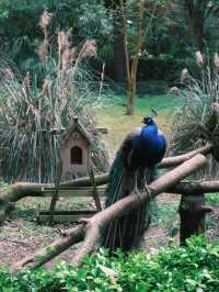春天就應該去動物園逛逛！上海動物園已經更上一層樓喇