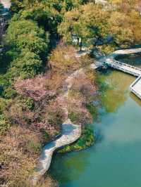 各位，望月公園嘅櫻花唔等人喇！宜家就出發啦！