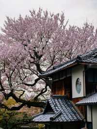 岩屋寺嘅櫻花，美到心靈深處💕