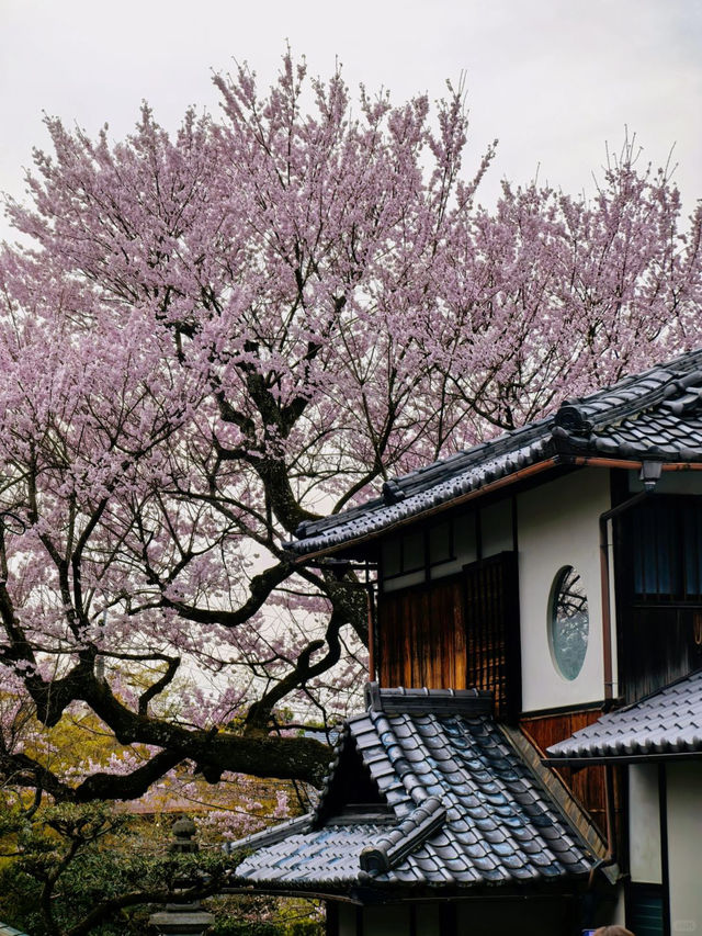 岩屋寺嘅櫻花，美到心靈深處💕