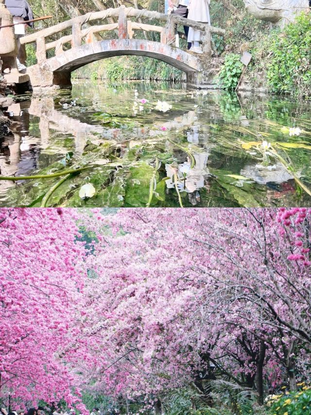 昆明豐澤源植物園真嘅好靚！！！