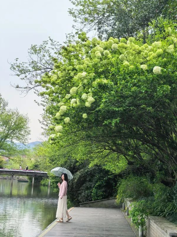 Explore the Stunning Hydrangea Waterfall at Xixi Wetland with Free Route Options