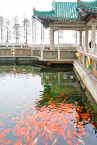 在武漢碧潭觀魚，看錦鯉在水中肆意游動