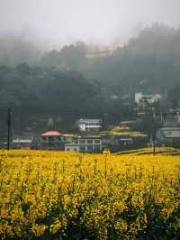 羅平摩龍村小眾油菜花田 帶你感受不一樣的視覺體驗