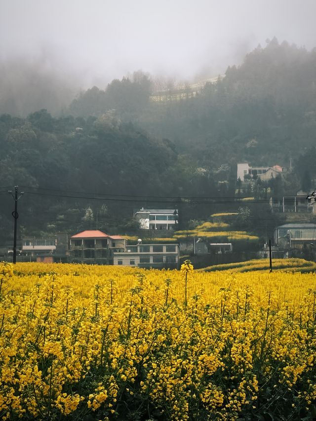 羅平摩龍村小眾油菜花田 帶你感受不一樣的視覺體驗