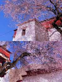春季賞桃花圖鑑：拉薩行