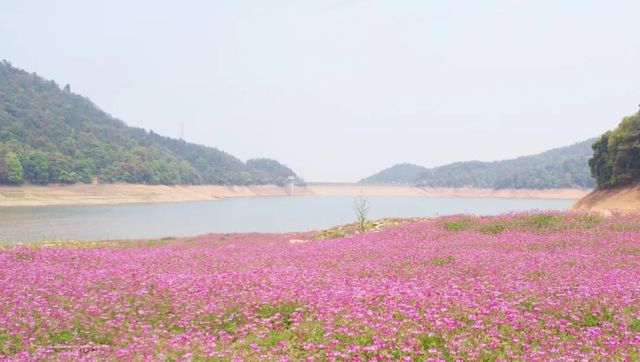 一年一度嘅紫雲英花海，夢幻般盛放喺宜春！