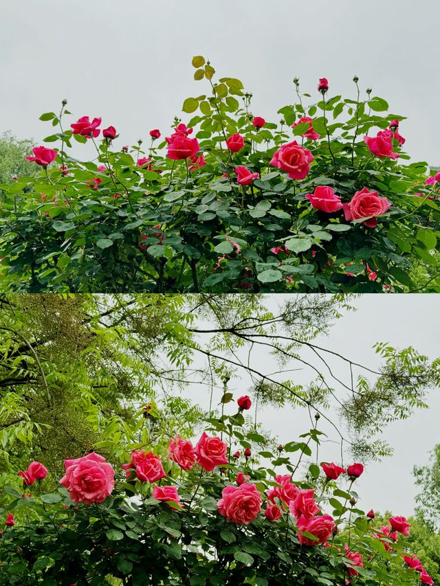 太倉玫瑰莊園：江南的浪漫詩行