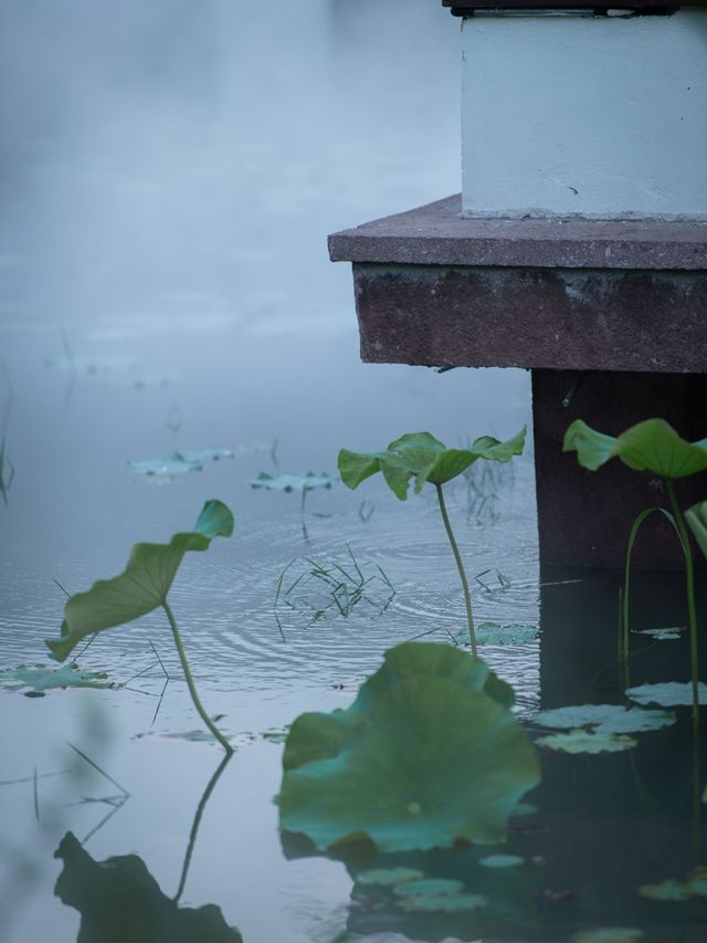 花窗疏影錄，解構「一步一景」的東方美學。