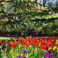中山公園📍4月29日鬱金香🌹仍在盛放中