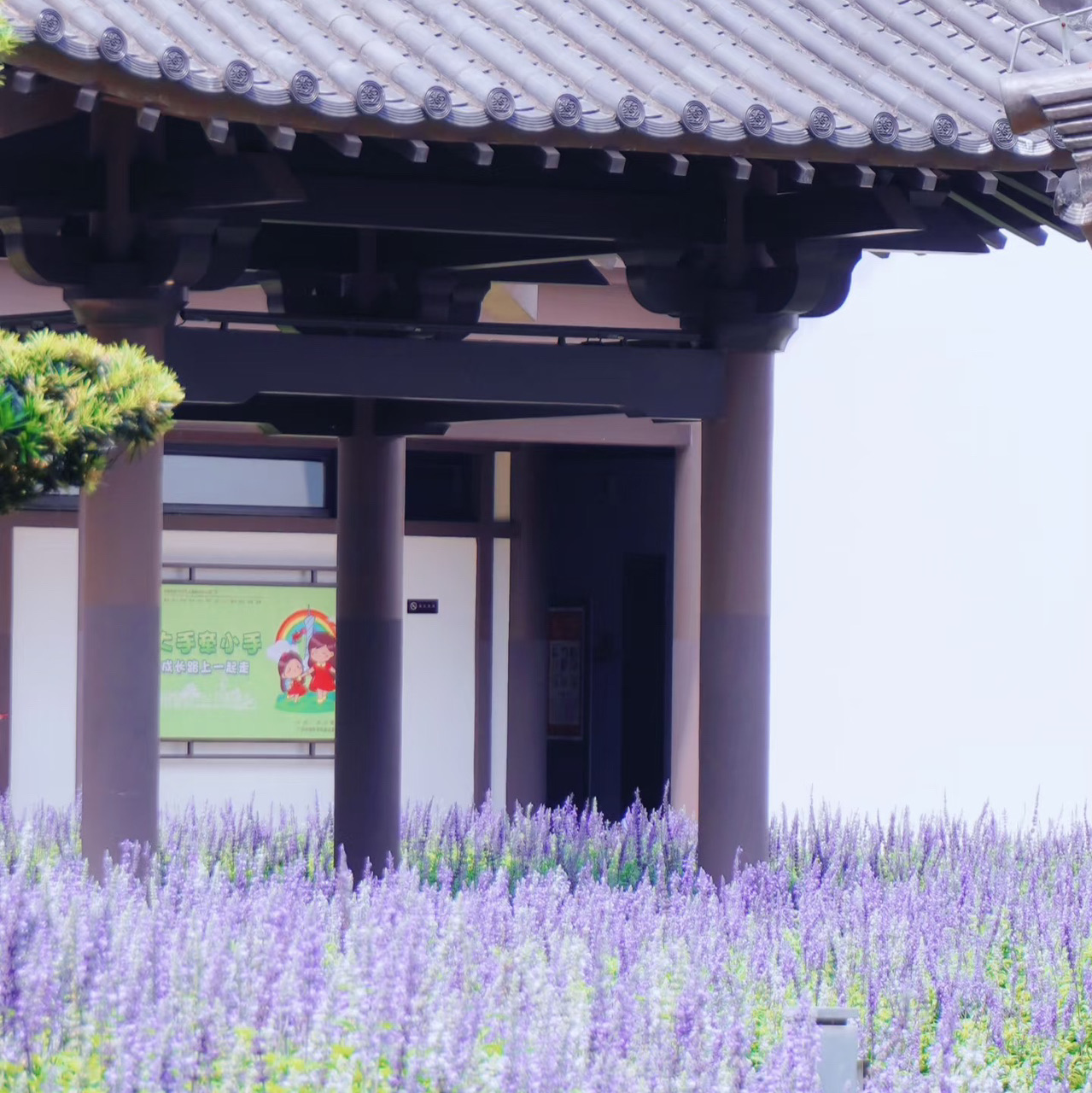 #Guangzhou Itinerary
Sisters! I found a treasure at the Guangzhou Cultural Center! ! This sea of ​​purple sage flowers is absolutely stunning✨, and every shot is like a movie-like blockbuster📸!

📍Check-in point: Guangzhou Cultural Center New Building (Haizhu District)
🚇Transportation: Metro Line 3 Datang Station Exit E, 10 minutes walk
🎫Tickets: Free! free! (Advance reservation required)
⏰Flowering period: April-May (now is the right time to go!)

📸Photography tips:
1️⃣ Wearing a light-colored skirt is more photogenic (it is also very suitable to match with Hanfu!)
2️⃣ The light is the softest from 4 to 6 pm
3️⃣Squat down beside the flowers and take photos from above, and instantly turn into a flower fairy
4️⃣ Bring props such as books and straw hats to make the picture more natural

💡Hidden gameplay:
The building of the cultural center adopts the Lingnan garden style. After taking pictures of the sea of ​​flowers, you can also check in the ancient corridors and pavilions, and get beautiful photos of two styles at once!

⚠️Notes:
Please appreciate the flowers in a civilized manner and do not trample on the flower fields.
It is recommended to go on weekdays, as there are more people on weekends.
📸Filmed on 4.22｜Flowers are in full bloom, hurry up‼ ️
✅The Gesang Flower Sea in the nearby Haizhu Lake is also worth a visit

#GuangzhouPhotography #GuangzhouCultural Center #GuangzhouFlowerSea #CityRomanticLandmark #MeetThePurpleFlowerSeaHere
