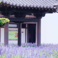 廣州文化館｜闖入莫奈花園的紫色夢境花海💜 
