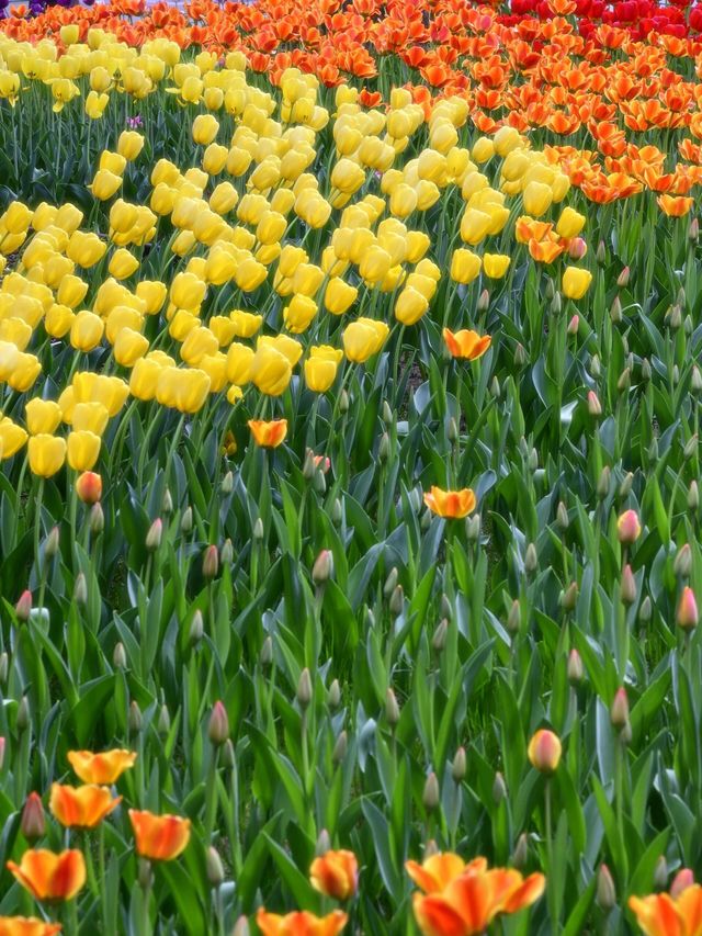 中山公園春日賞花：一場不期而遇嘅浪漫邂逅