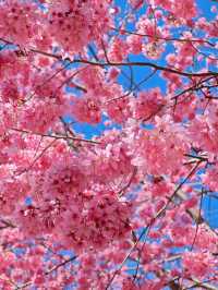 🌸新竹司馬庫斯 | 櫻花仙境大揭秘🌸