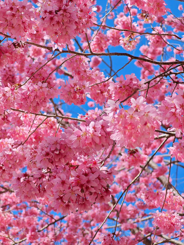 🌸新竹司馬庫斯 | 櫻花仙境大揭秘🌸