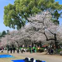 名古屋私藏櫻花地圖｜鶴舞公園的春日心動密碼
