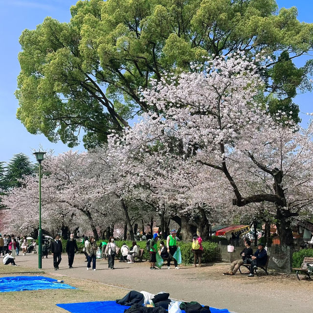 名古屋私藏櫻花地圖｜鶴舞公園的春日心動密碼