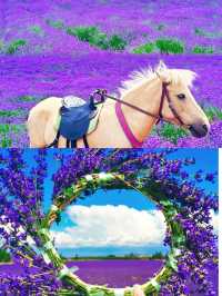 紫色天堂·芳香霍城——探秘中國「薰衣草之鄉」的浪漫之旅