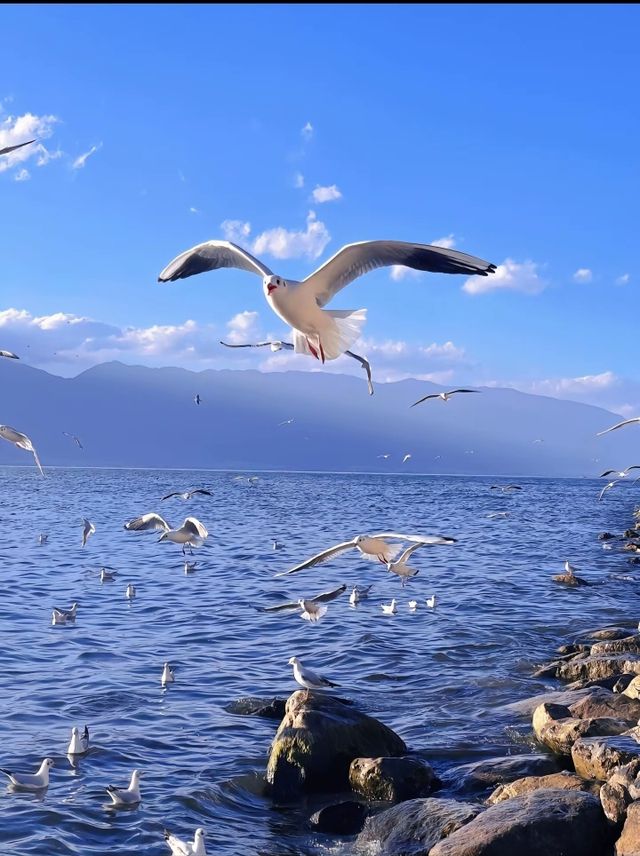 去洱海觀賞不一樣的風景