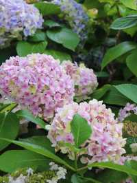 🌸濟州島山茶花之丘 | 繡球花的夢幻國度