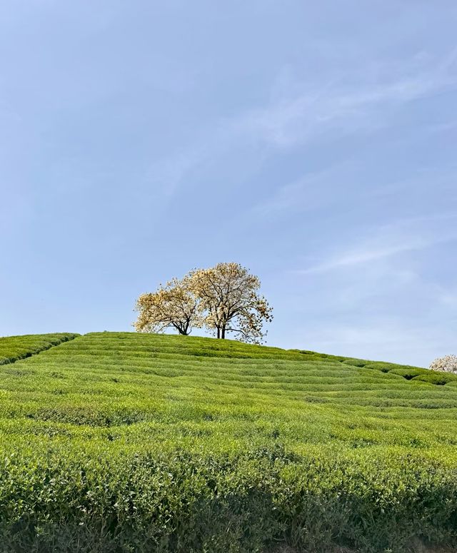 武義花田美地 | 一站式夢幻遊玩攻略