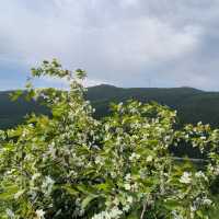 子天山六月美景如調色盤