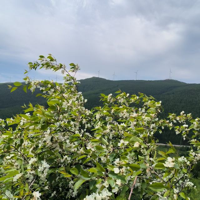 子天山六月美景如調色盤