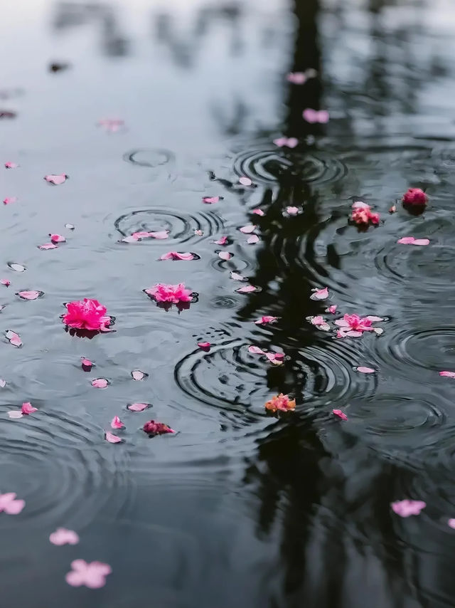 香格里拉杜鵑花海1日遊 