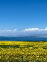 青海湖油菜花旅遊攻略｜邂逅金黃花海