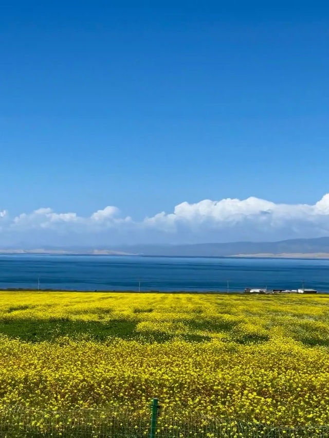 青海湖油菜花旅遊攻略｜邂逅金黃花海