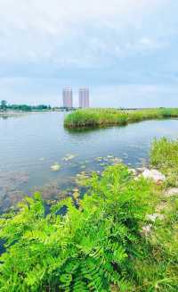 夏日暢遊煙台牟平沁水河口國家濕地公園