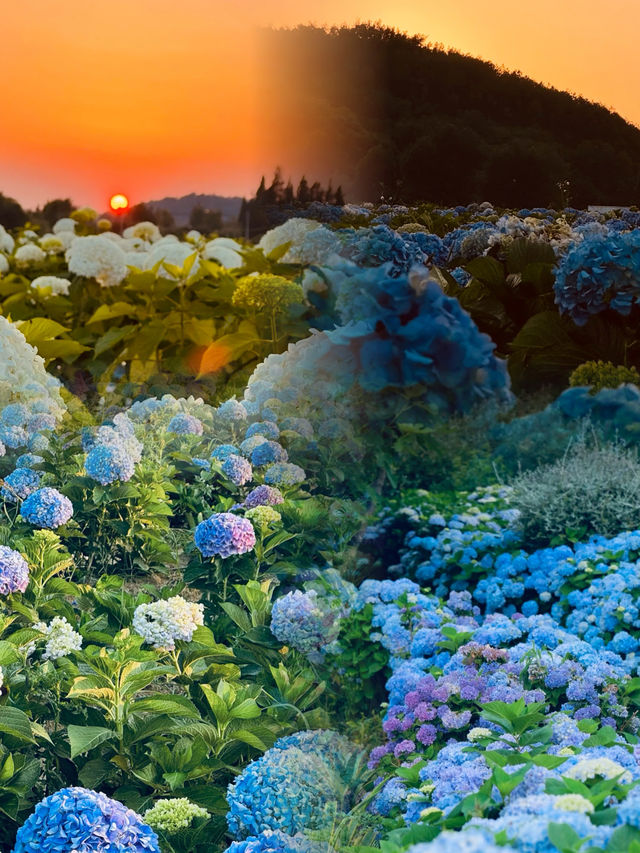 雲南嘅浪漫，鮮花同天空各佔一半