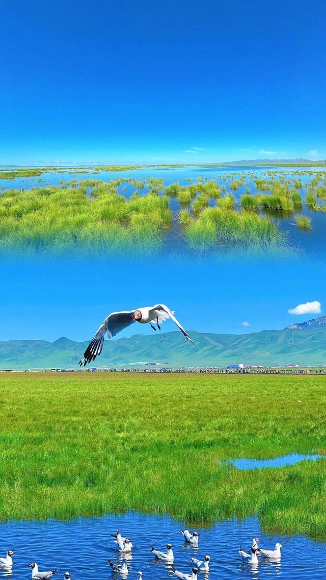 七月旅行夏天的若爾蓋請直接封神