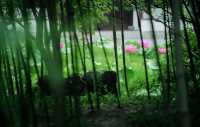 接天蓮葉無窮碧 | 古猗園賞荷攻略