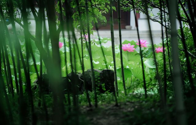 接天蓮葉無窮碧 | 古猗園賞荷攻略