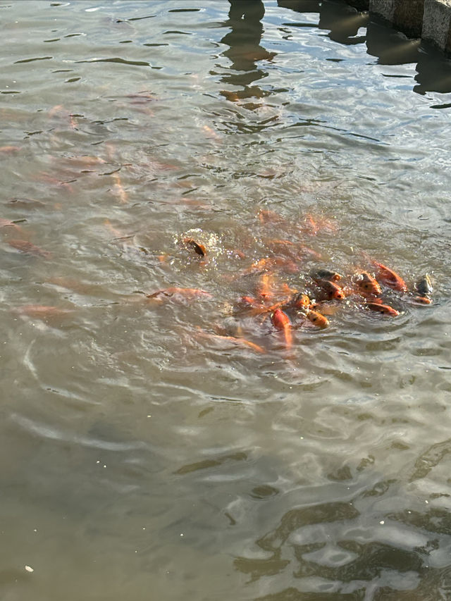 泰順 漂流 廊橋