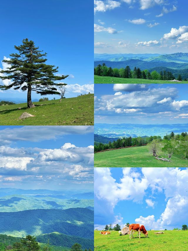 東北隱藏仙境！老禿頂草原治癒系高山草甸攻略