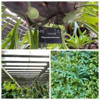 仙湖植物園:闖入都市中的綠色秘境🌿