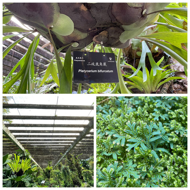 仙湖植物園:闖入都市中的綠色秘境🌿 仙湖植物園:闖入都市中的綠色秘境🌿