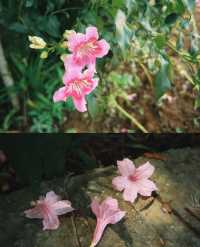 格桑花，高原的生命禮讚